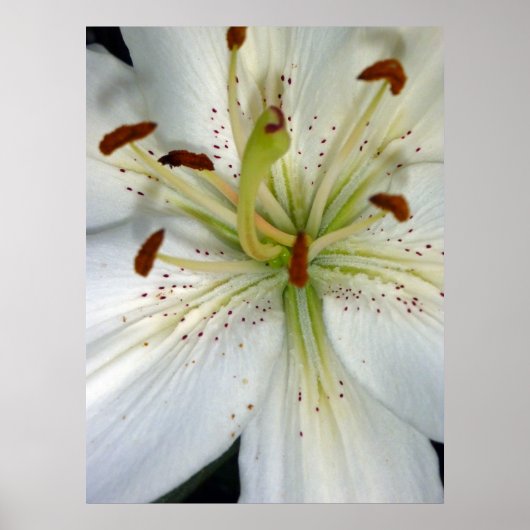 White Lily Close Poster (Voorkant)