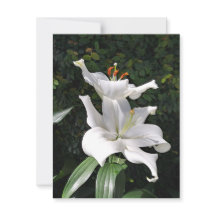 White Lily Dignity