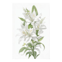 White Lily Flowers