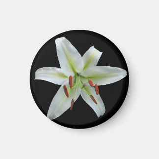 White Lily Magnet Magneet
