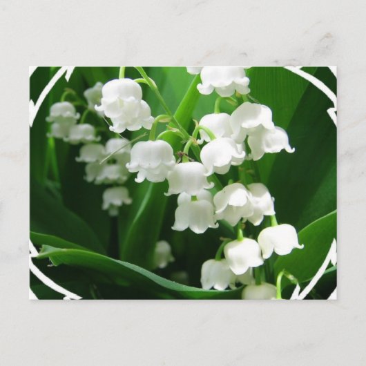 White Lily of the Valley Briefkaart (Voorkant)