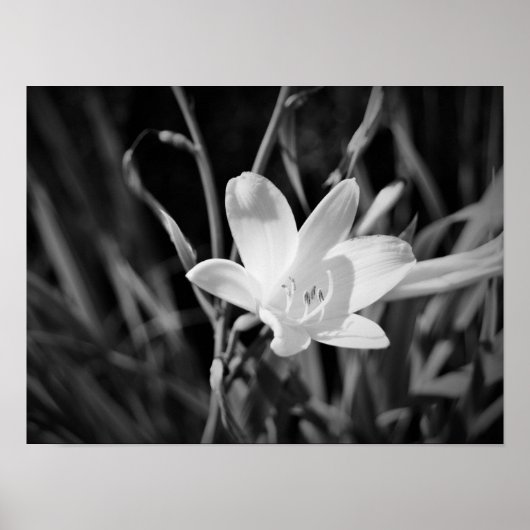 White Lily Poster (Voorkant)