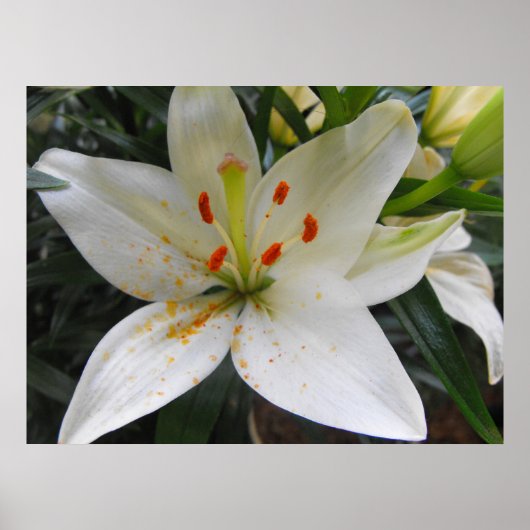 White Lily Poster (Voorkant)