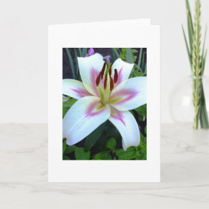 White Lily Royal Wenskaart Voeg je eigen tekst toe Kaart
