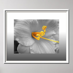 White Lily Selective Color Poster/ Canvas afdrukke Poster