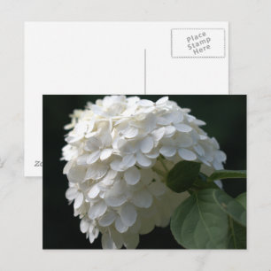 White Limoen Hydrangea Briefkaart