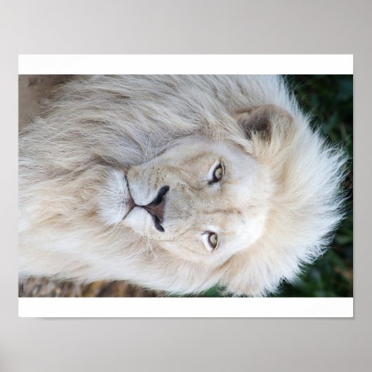 White Lion Poster (Voorkant)