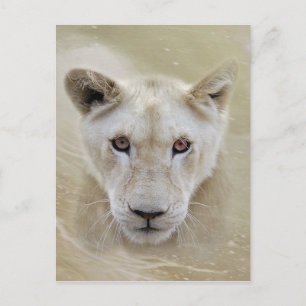 White Lion Spirit Warrior Africa Briefkaart