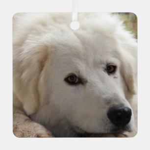 White Livestock Guardian Dog Metalen Ornament