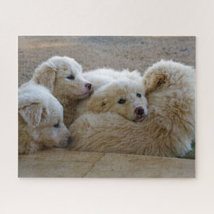 White Livestock Guardian Dog Puppies Legpuzzel