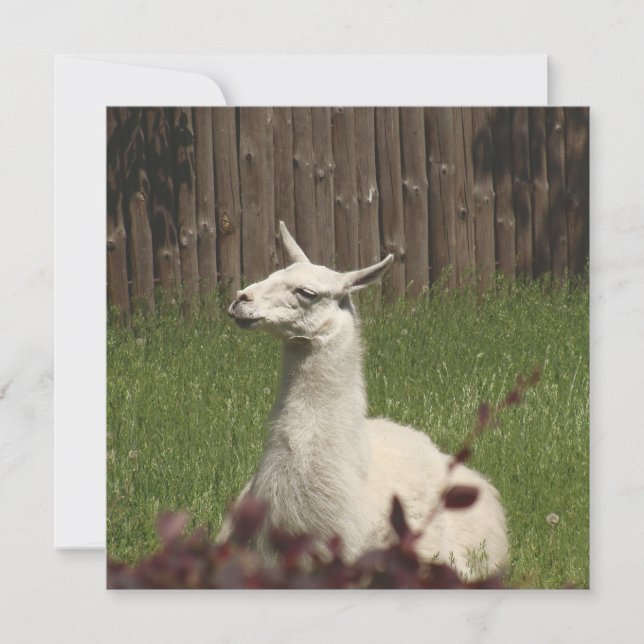 White Llama (Voorkant)