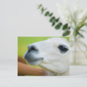White Llama Briefkaart (Staand voorkant)