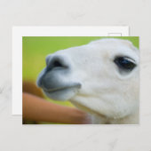 White Llama Briefkaart (Voorkant / Achterkant)