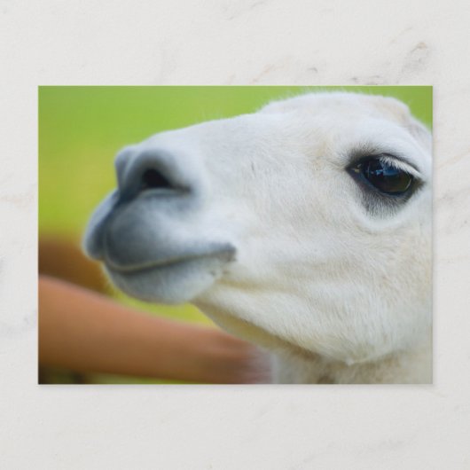 White Llama Briefkaart (Voorkant)