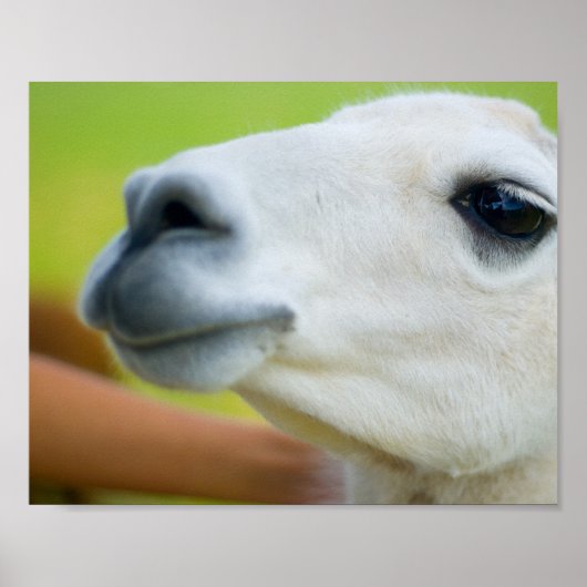 White Llama Poster (Voorkant)