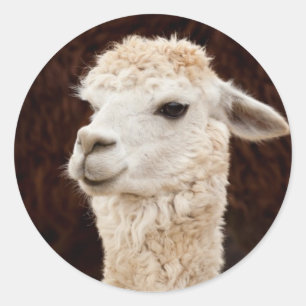 White Llama Ronde Sticker