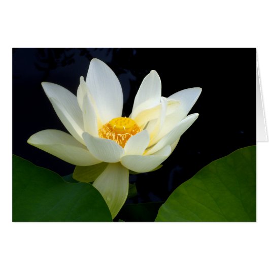 White lotus (Devant horizontal)