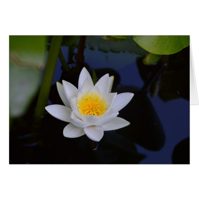White Lotus Blank Card (Voorkant Horizontaal)