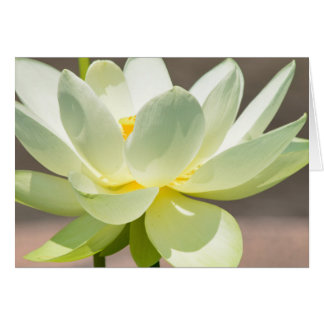 White Lotus Blank Wenskaart