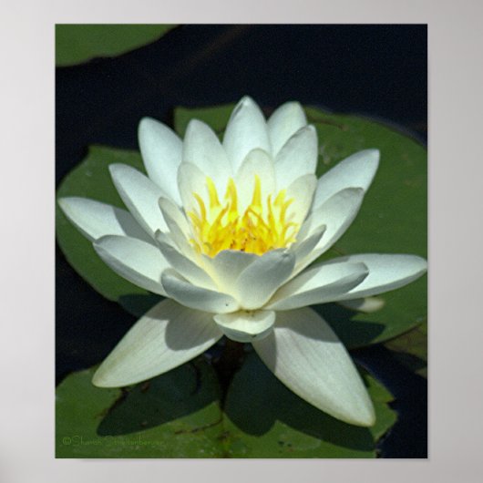 WHITE LOTUS BLOSSOM/CLOSE-UP/FOTOG. POSTER (Voorkant)
