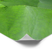 White Lotus Flower Canvas Print (Hoek)