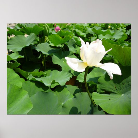 White Lotus Flower Canvas Print (Voorkant)