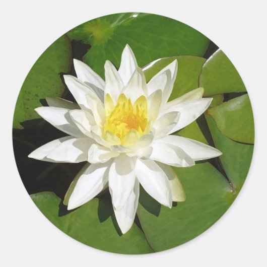 White Lotus Sticker (Voorkant)