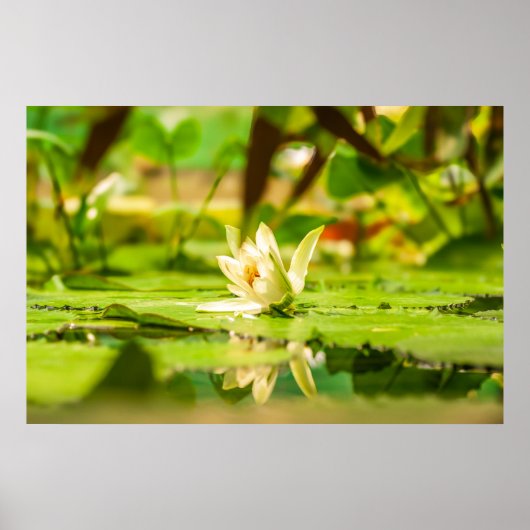 White Lotus Water Garden Poster (Devant)