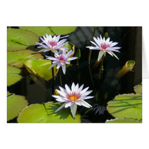 White Lotus Waterlilies Kaart