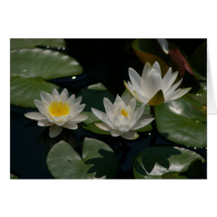 White Lotus Waterlilies Kaart