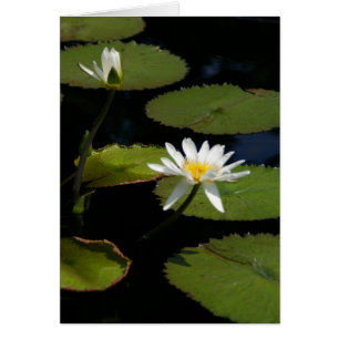 White Lotus Waterlilies Kaart