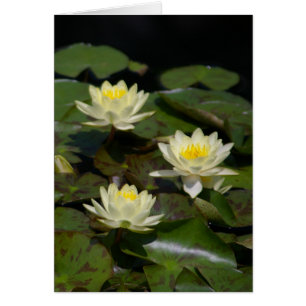 White Lotus Waterlilies Kaart