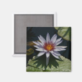 White Lotus Waterlily magnet Magneet (Voorkant / Achterkant)