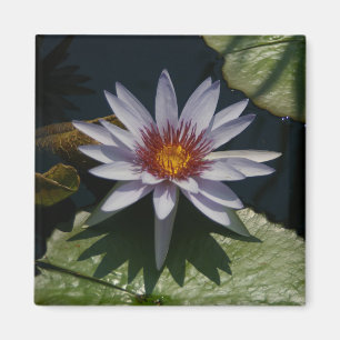 White Lotus Waterlily magnet Magneet