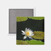 White Lotus Waterlily magnet Magneet (Voorkant / Achterkant)