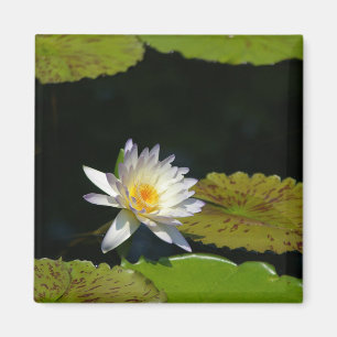 White Lotus Waterlily magnet Magneet