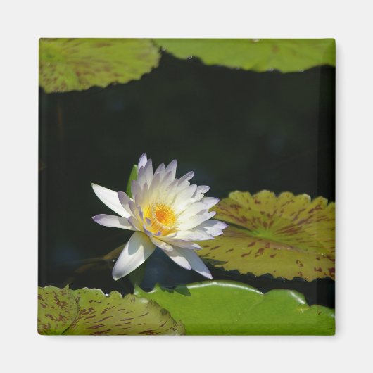 White Lotus Waterlily magnet Magneet (Voorkant)