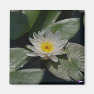 White Lotus Waterlily magnet Magneet