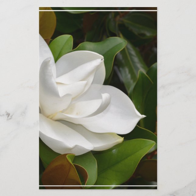White Magnolia (Voorkant)
