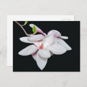 White Magnolia Briefkaart (Voorkant / Achterkant)