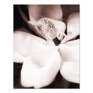 White Magnolia Flower Black Background Abstract Foto Afdruk