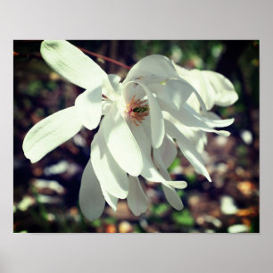 White Magnolia Flower Blossom Close Poster