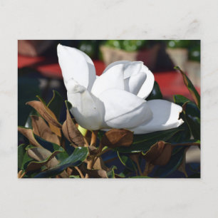 White Magnolia Flower Briefkaart