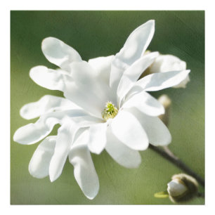 White Magnolia Flower Foto Afdruk