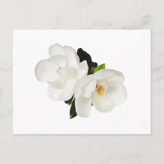 White Magnolia Flower Magnolias Floral Flowers Briefkaart (Voorkant)