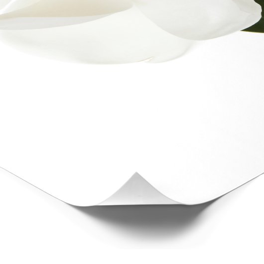 White Magnolia Flower Magnolias Floral Flowers Foto Afdruk (Hoek)