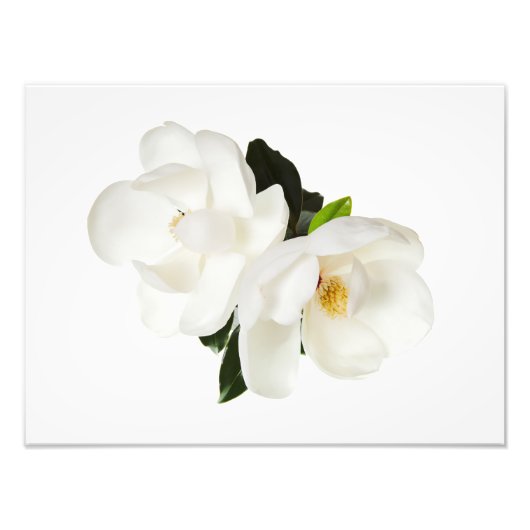 White Magnolia Flower Magnolias Floral Flowers Foto Afdruk (Voorkant)