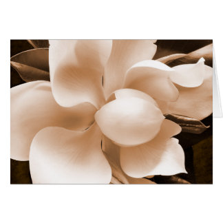 White Magnolia Flower Sepia Black Achtergrond