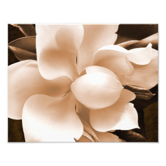 White Magnolia Flower Sepia Black Achtergrond Foto Afdruk