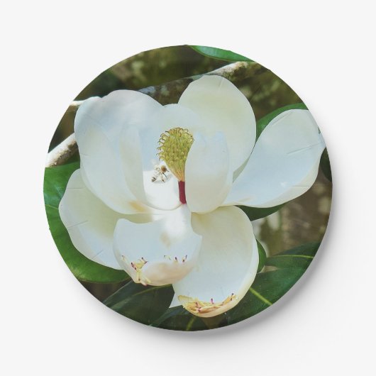 White Magnolia Paper Bord (Voorkant)